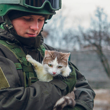 Frontline Cats